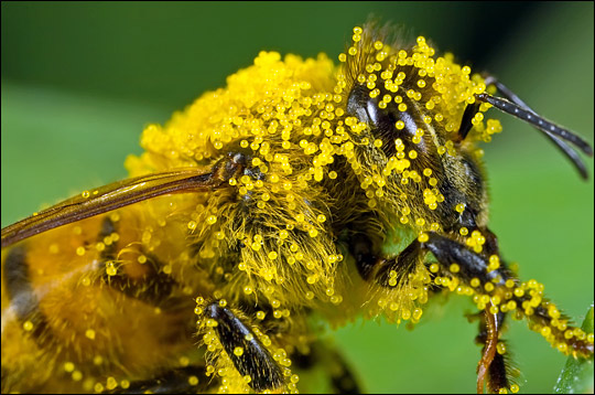 Close-up photograph of bee covered in pumpkin flower pollen.