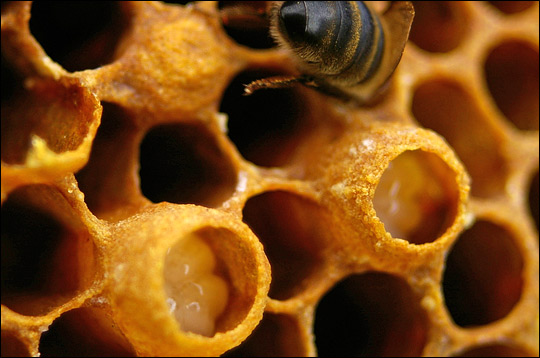 Photograph of the inerior of a honeybee hive with drone cells.