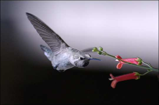 Photograph of a hummingbird sipping nectar from a flower.
