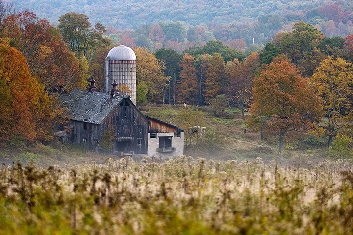 Photograph of an abandoned farm with regrowing forest in the Catskills region, New York State.