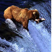 Bear catching salmon
