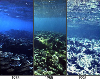Carysfort Reef, 1975 - 1995