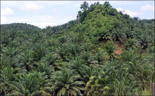Photograph of a palm oil plantation, Borneo