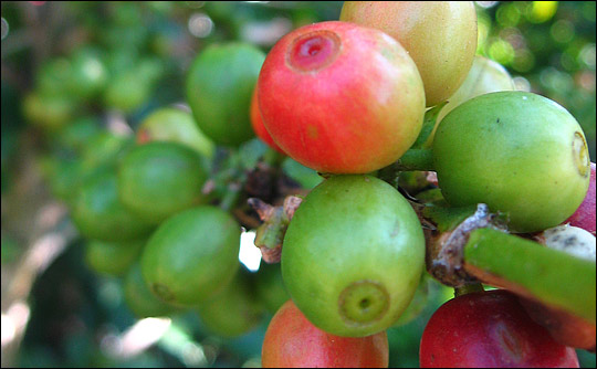 Close-up photograph of shade-grown coffee cherries.