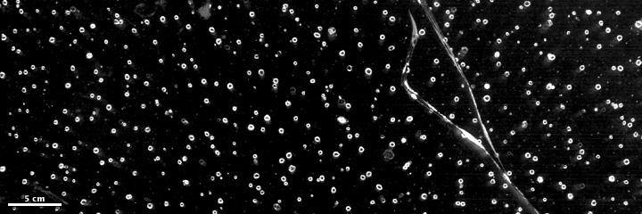 Photograph of a section of an ice core, with bubbles.