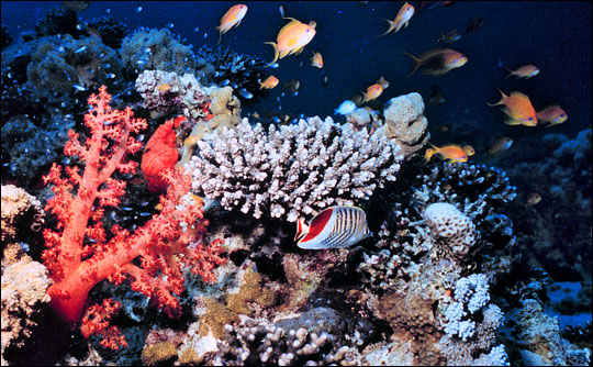 Photograph of a colorful coral reef