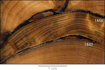 Photograph of fire scars on a tree cross section