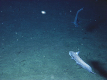 Photograph of sea floor and ocean detirtus from the submersible Alvin