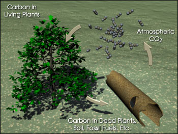 Carbon Cycle Illustration