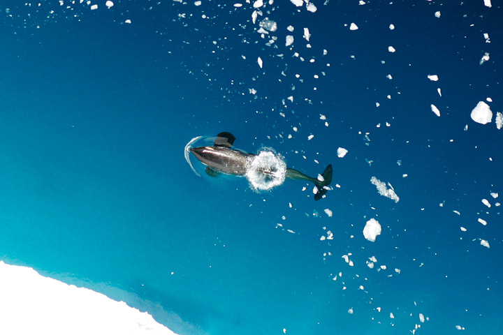 Photograph of an orca (killer whale) swimming alongside floating ice in the Ross Sea, Antarctica.