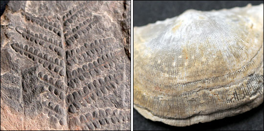 Photographs of a fossil fern from the Carboniferous period, and a fossil clam from the Permian period.
