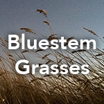 Bluestem Grasses